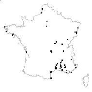 Diplotaxis muralis proles intermedia (Schur) Rouy & Foucaud - carte des observations