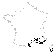 Inula viscosa (L.) Aiton - carte des observations