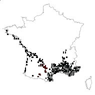 Helichrysum parvulum Jord. & Fourr. - carte des observations