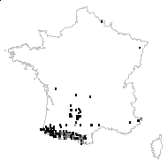 Helleborus personati Masclef - carte des observations