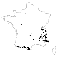 Arenaria gerardi Willd. - carte des observations
