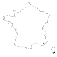 Oenanthe globulosa L. - carte des observations