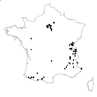 Petasites officinalis Moench - carte des observations
