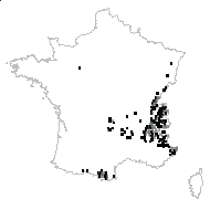 Miscopetalum rotundifolium (L.) Haw. - carte des observations
