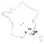 Verbascum ovatum Schrad. - carte des observations