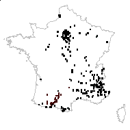 Trifolium vulgare Hayne - carte des observations