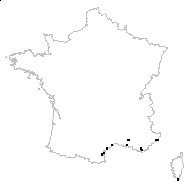 Trigonella sulcata (Desf.) Coulot & Rabaute - carte des observations