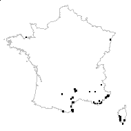 Vicia approximata Gremli ex Burnat - carte des observations