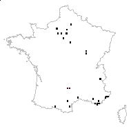 Vicia vulgaris Gray - carte des observations