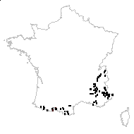 Globularia cordifolia subsp. nana (Lam.) P.Fourn. - carte des observations