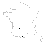 Helichrysum sp. - carte des observations