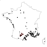 Horminum sylvestre Gray - carte des observations