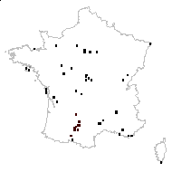Orobanche minor subsp. salisii (Req. ex Coss.) Rouy - carte des observations