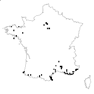 Oxalis debilis Kunth - carte des observations