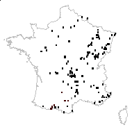 Pistolochia bulbosa (L.) Soják - carte des observations