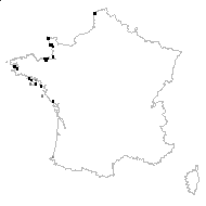 Statice dodartii subsp. occidentalis (J.Lloyd) Bonnier & Layens - carte des observations