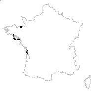 Statice ovalifolia var. minor Boiss. - carte des observations