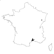 Polygonum kitaibelianum Sadler - carte des observations