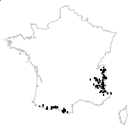 Polygonum blancheanum Gand. - carte des observations