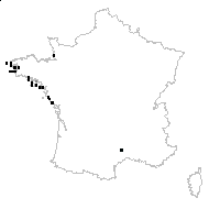 Rumex rupestris Le Gall - carte des observations