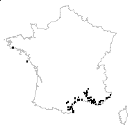 Lysimachia serpyllifolia Poir. - carte des observations