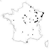 Ranunculus peucedanoides Desf. - carte des observations