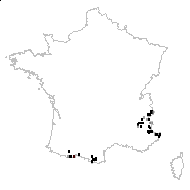 Artemisia umbelliformis Lam. - carte des observations