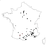 Cydonia europaea Savi - carte des observations