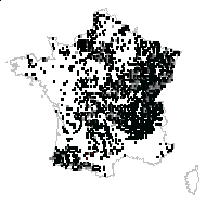 Potentilla fragariastrum Ehrh. - carte des observations