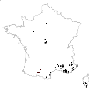 Sanguisorba minor subsp. muricata Briq. - carte des observations