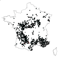 Crataegus austera Salisb. - carte des observations