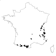 Galium commune subsp. argenteum (Vill.) Rouy - carte des observations