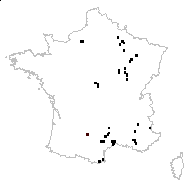 Galium commune subsp. jordanii (Loret & Barrandon) Rouy - carte des observations