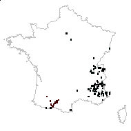 Salix occitanica Gand. - carte des observations