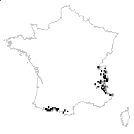 Chamitea reticulata (L.) A.Kern. - carte des observations
