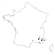 Carduncellus vulgaris Loudon - carte des observations