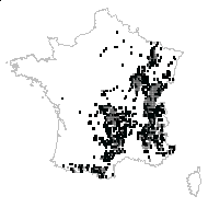 Ribes scopolii Hladnik ex K.Koch - carte des observations