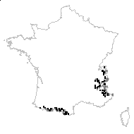 Saxifraga crocea Gaudin - carte des observations