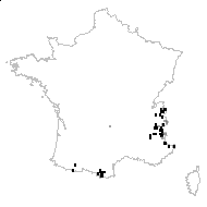 Saxifraga lanceolata Kitt. - carte des observations