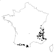 Saxifraga murithiana Tissière - carte des observations