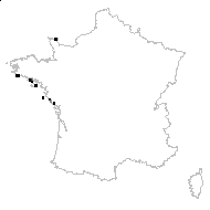 Linaria minuscula Merino - carte des observations