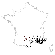 Carduus spiniger Jord. - carte des observations