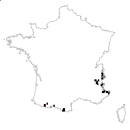 Pedicularis kerneri Dalla Torre - carte des observations