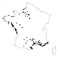 Carduus tenuiflorus Curtis - carte des observations