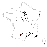 Blattaria vulgaris Fourr. - carte des observations
