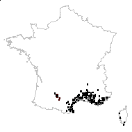 Verbascum rotundatum Jahand. & Maire - carte des observations