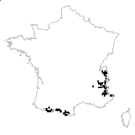 Veronica rotundifolia Schrank - carte des observations