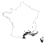 Pistacia brevifolia Gand. - carte des observations