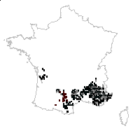 Catananche caerulea var. armerioides Debeaux - carte des observations