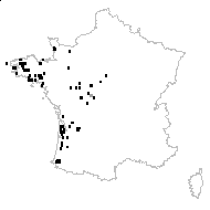 Viola canina subsp. lusitanica (Brot.) Rouy & Foucaud - carte des observations